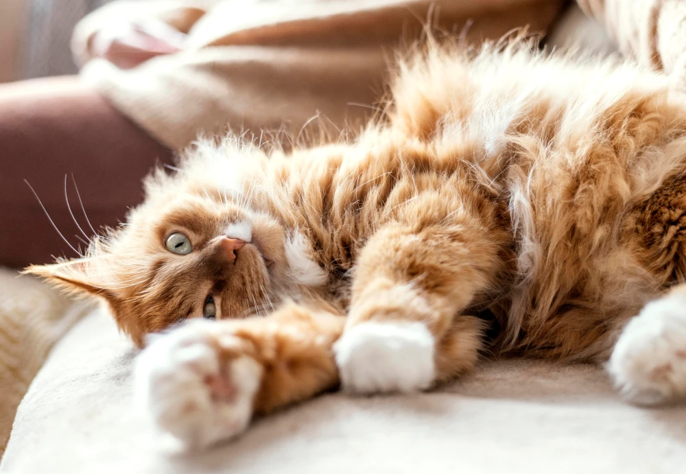 camera to keep an eye on pets