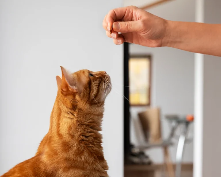 automatic dog feeder and water dispenser
